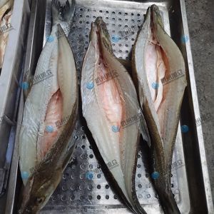 旭眾二枚開片殺魚機(jī)，翹嘴魚開背切片